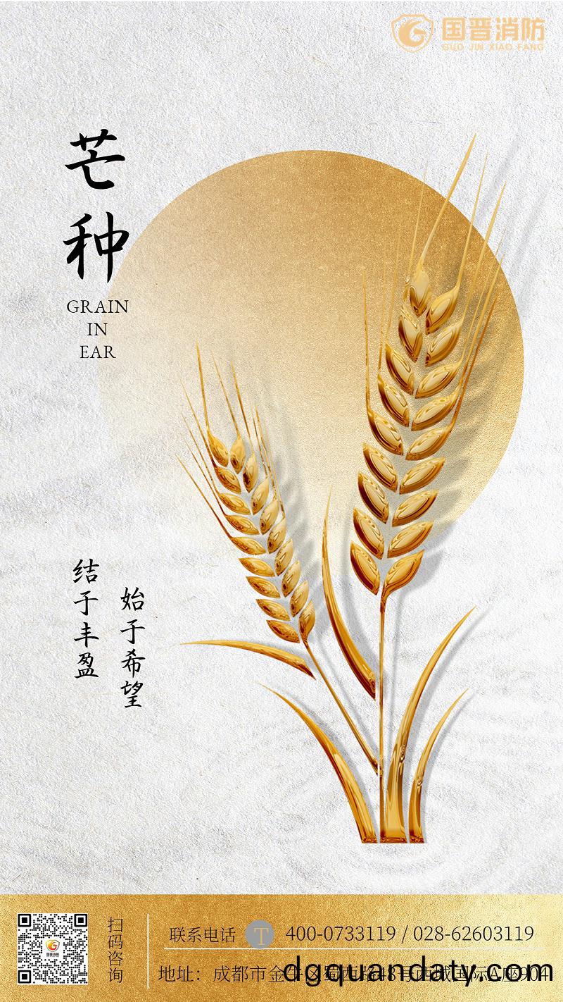 金螎(rong)保險(xian)芒(mang)種節(jie)氣(qi)祝(zhu)福簡(jian)約海(hai)報(bao)
